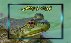 industry livestock-fish-poultry livestock-fish-poultry حیوانات آزمایشگاهی-قورباغه ازمایشگاهی