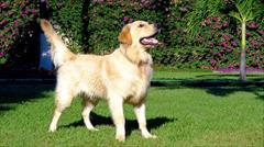 buy-sell entertainment-sports pets فروش توله سگ گلدن رتریور ضدآب نرو ماده رنگارنگ