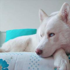buy-sell entertainment-sports pets سگ هاسکی white رنگ خاص و کمیاب