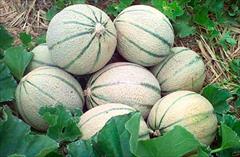 industry agriculture agriculture بذر طالبی HED سمسوری 