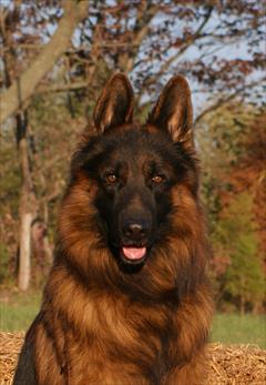 buy-sell entertainment-sports pets خرید و فروش توله ژرمن های شولاین