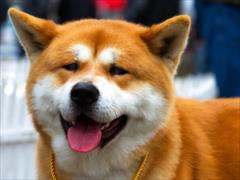 buy-sell entertainment-sports pets فروش توله سگ های آکیتای ژاپنی(خالص _ اصل _ عالی)