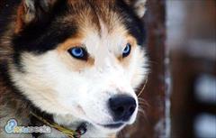 buy-sell entertainment-sports pets سگ هاسکی سیبریایی اصیل _ سپیددندان نرو ماده