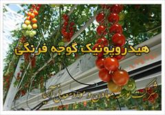 industry agriculture agriculture بستر کشت گوجه فرنگی گیلاسی