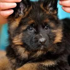 buy-sell entertainment-sports pets فروش ژرمن های خاص