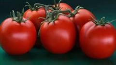 industry agriculture agriculture عرضه و توزیع بذره گوجه بارانا