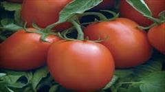industry agriculture agriculture توزیع و فروش بذر گوجه بریویو سمینیس