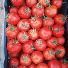 industry agriculture agriculture قیمت بذر گوجه نهاوند اف یک