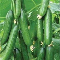 industry agriculture agriculture قیمت بذر خیار باراکودا