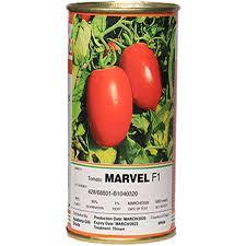 industry agriculture agriculture قیمت و فروش بذر گوجه فرنگی مارول 