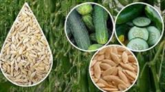 industry agriculture agriculture بذر خیار 2n { nada }