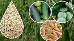 industry agriculture agriculture توزیع و فروش بذر خیار 2N nada سمینیس