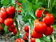 industry agriculture agriculture توزیع و فروش بذر گوجه فرنگی مارول