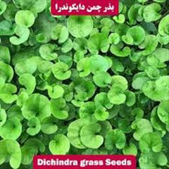 industry agriculture agriculture بذرچمن شبدر زینتی ، بذرچمن دایکوندرا  09190768462