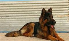 buy-sell entertainment-sports pets توله سگ ژرمن مو بلند و مو کوتاه 40 تا 70 روز