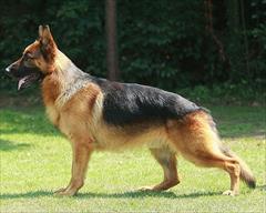 buy-sell entertainment-sports pets ژرمن شپهرد شرت هیر حرفه ای