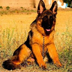 buy-sell entertainment-sports pets ژرمن دم بلند شیبدار حرفه ای لانگ هیر