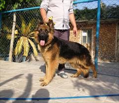 buy-sell entertainment-sports pets  فروش شیانلو ۶۰ روزه توله ژرمن شپرد