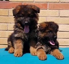 buy-sell entertainment-sports pets ژرمن شولاین حرفه ای 50 روزه در کلاس جهانی