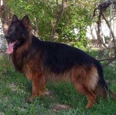 buy-sell entertainment-sports pets ژرمن شپهرد لانگ هیر حرفه ای