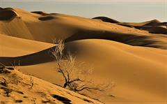 tour-travel travel-services travel-services کویر رویایی مصر