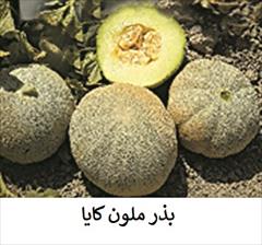 industry agriculture agriculture فروش بذر ملون کایا - بذر ملون درجه1