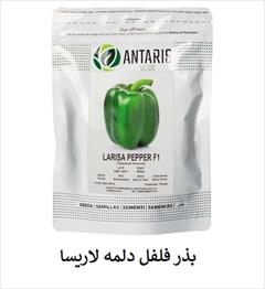 industry agriculture agriculture فروش بذر فلفل دلمه LARISA PEPPER F1