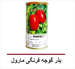 industry agriculture agriculture بذر گوجه فرنگی مارول F1 . بذر گوجه Marvel