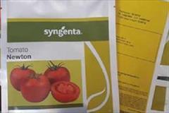 industry agriculture agriculture فروش بذر گوجه فرنگی نیوتن سینجینتا 