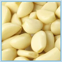 industry food food سیر صدفی تازه و یخ زده