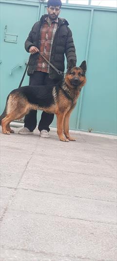 buy-sell entertainment-sports pets فروش 8 عدد ژرمن شولاین