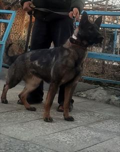 buy-sell entertainment-sports pets 5 قلاده ژرمن وورکلاین آموزشی