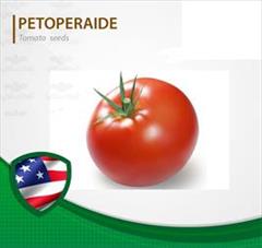 industry agriculture agriculture توزیع بذر گوجه فرنگی پتو پراید 6