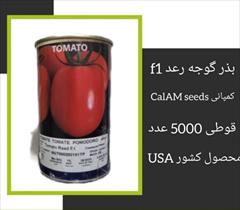 industry agriculture agriculture فروش بذر گوجه فرنگی RAAD F1