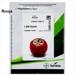 industry agriculture agriculture فروش بذر گوجه فرنگی روجا Seminis