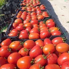 industry agriculture agriculture فروش بذر گوجه فرنگی روکینا ، ارسال به کل کشور
