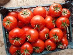 industry agriculture agriculture فروش بذر گوجه فرنگی کاردلن 