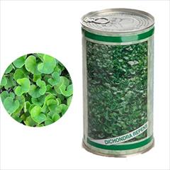 industry other-industries other-industries بذر شبدر دایکوندرا ، بذر چمن رونده 09199762163