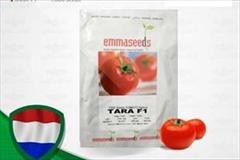 industry agriculture agriculture توزیع بذر گوجه تارا 