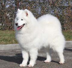 buy-sell entertainment-sports pets فروش توله سگ سامویید نر سفید با تضمین کیفیت 