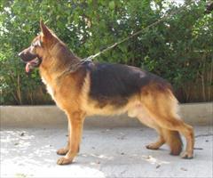 buy-sell entertainment-sports pets خرید و فروش سگ ژرمن شپرد اصیل 70 روزه