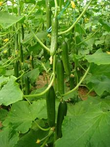 industry agriculture agriculture بذر خیار بونیتو.بذر خیار گلخانه ای بونیتو