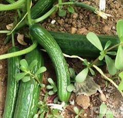 industry agriculture agriculture بذر خیار بیت الفا پاپ سید .بذر خیار فضای باز 