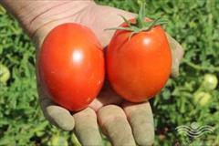 industry agriculture agriculture بذر گوجه فرنگی  ژینو  .فروش عمده بذر گوجه ژینو 