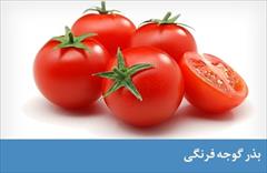 industry agriculture agriculture بذر گوجه فرنگی سکرت.بذر گوجه استاندارد سکرت