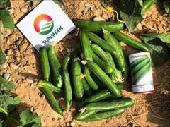 industry agriculture agriculture بذر خیار سانمیک سوپر 2000 F1.بذر خیار سانمیک