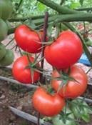industry agriculture agriculture بذر گوجه فرنگی ازمیر .بذر گوجه فرنگی فضای باز