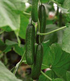 industry agriculture agriculture بذر خیار گلخانه ای درختی 485.بذر خیار 485