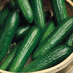 industry agriculture agriculture بذر خیار گلخانه ای نوبل F1.بذر خیار فضای باز 
