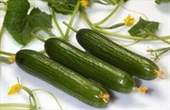 industry agriculture agriculture بذر خیار نیل F1.بذر خیار فضای باز 